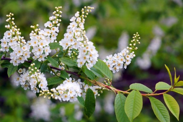 черёмуха обыкновенная дерево