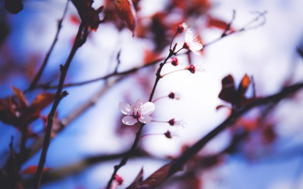 цветет вишня