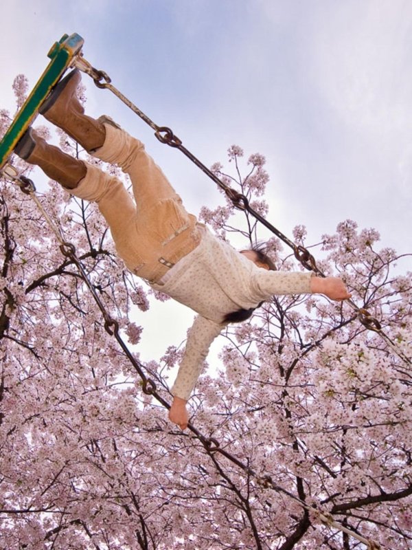 цветет сакура