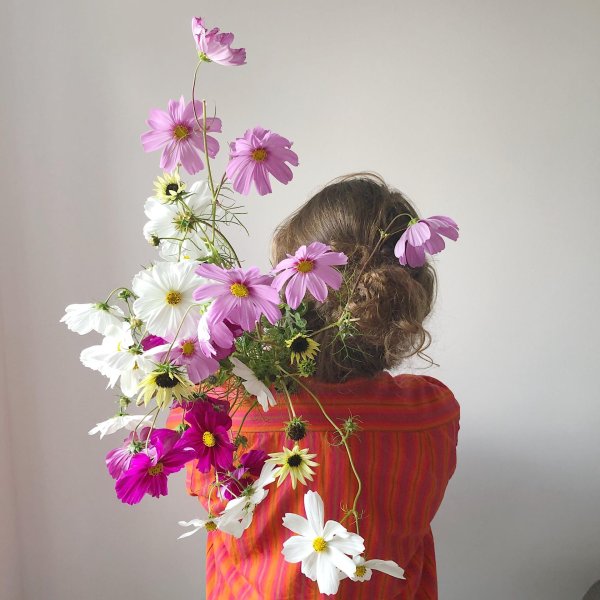 космея сенсация