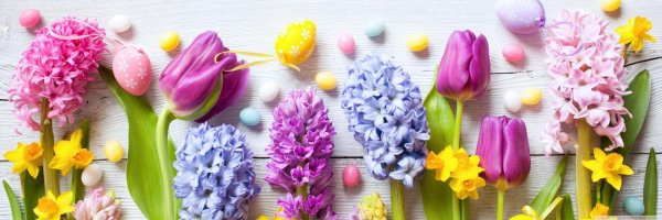 тюльпаны и гиацинты