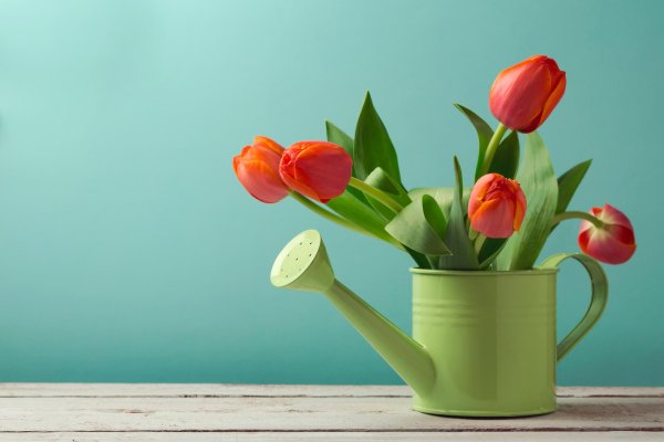 тюльпаны натюрморт