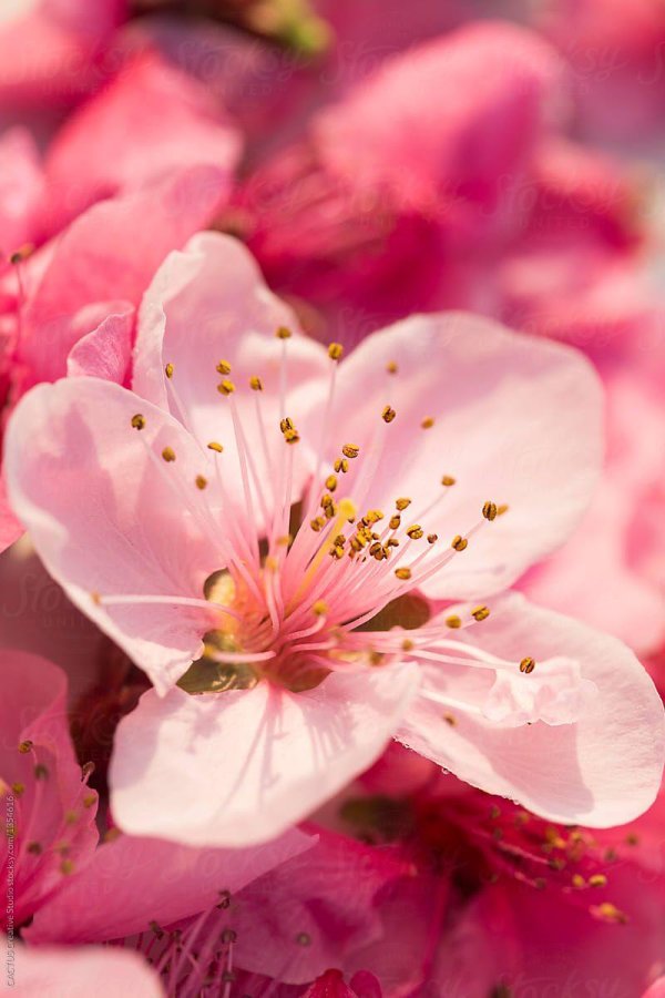 цветение персика