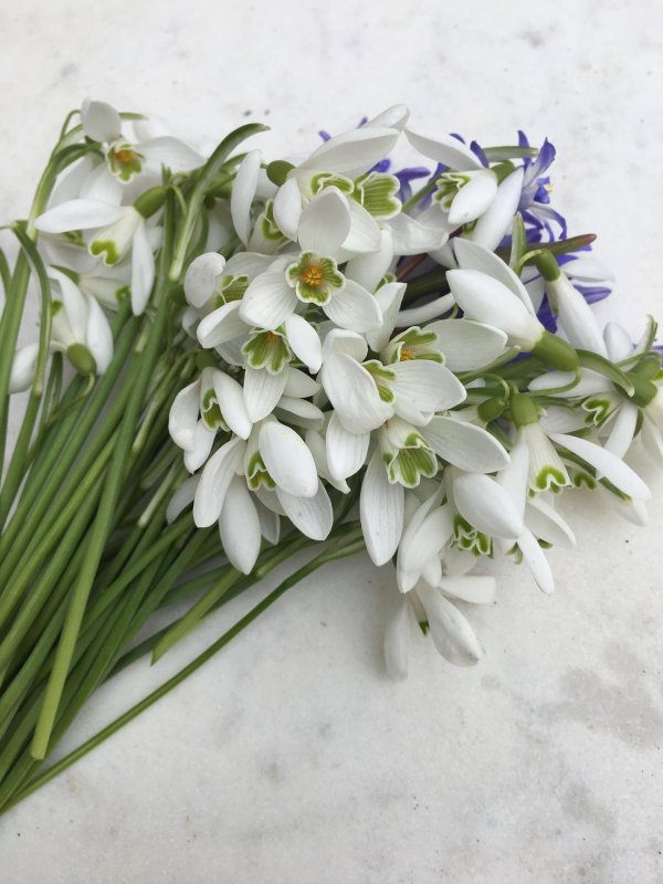 подснежник белый