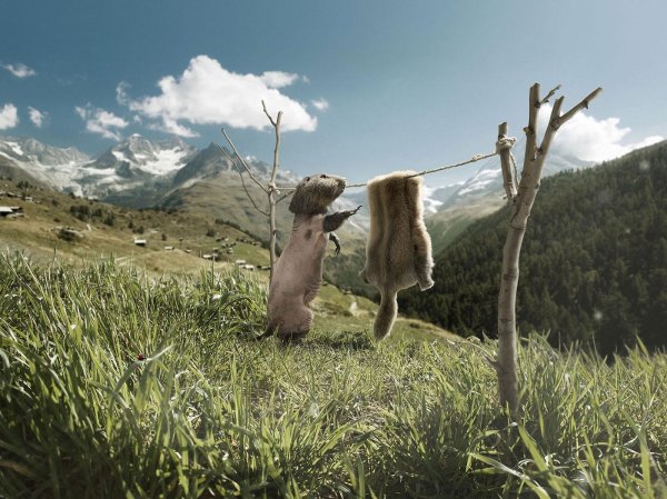 животное капибара