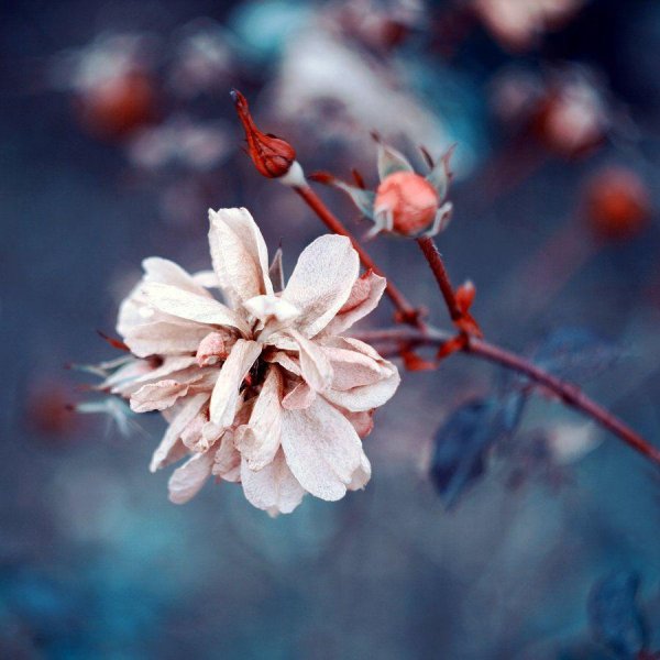 цветок красивый