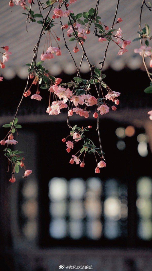 сакура пинтерест