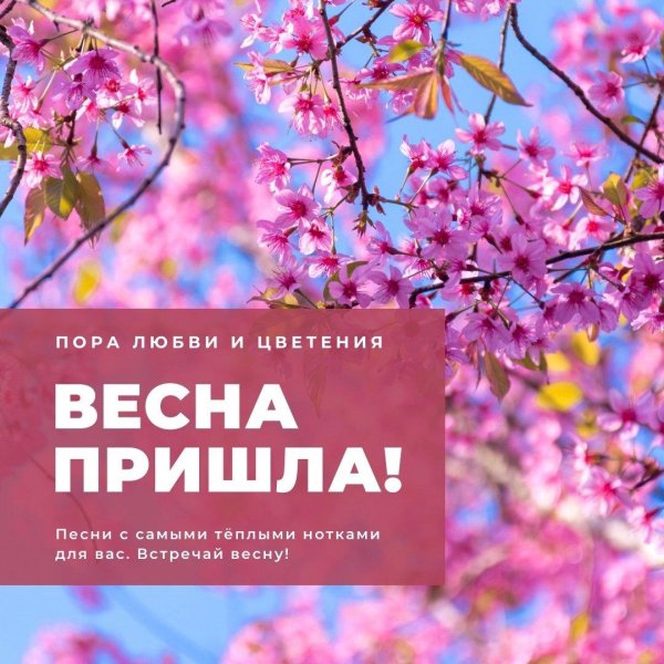 цветение сакуры