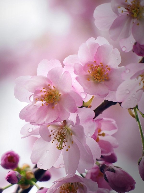 вишня цветки