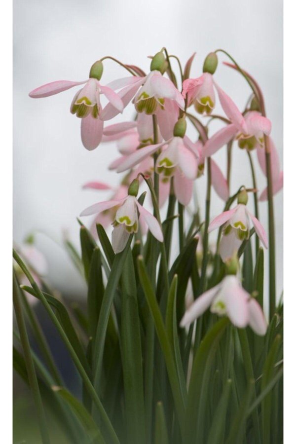 белоцветник розовый