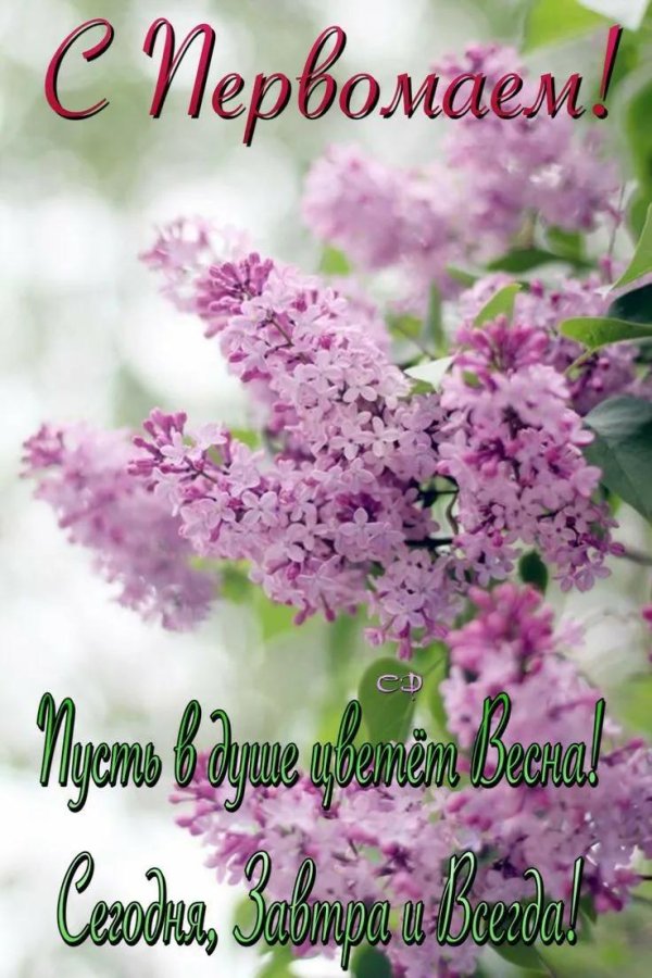 сирень сиреневая