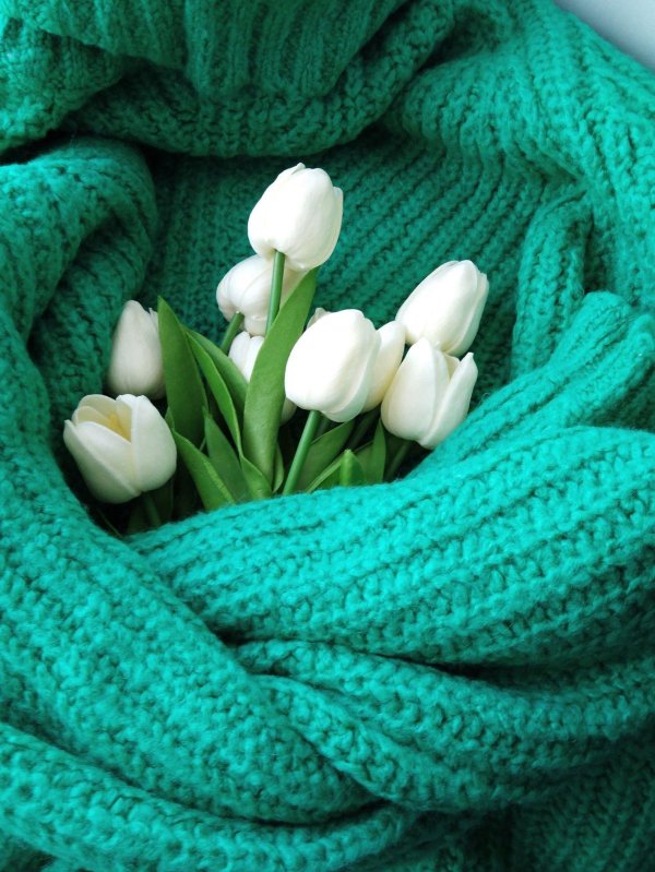 тюльпан сноу хилл