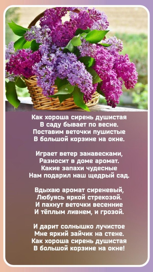 сирень красивая