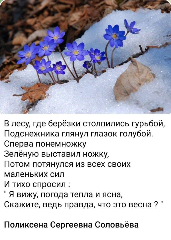 первоцветы голубые