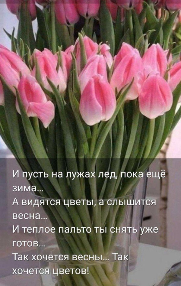 букет тюльпан