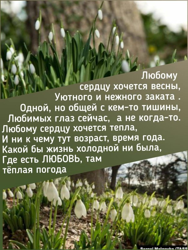 аю даг подснежники