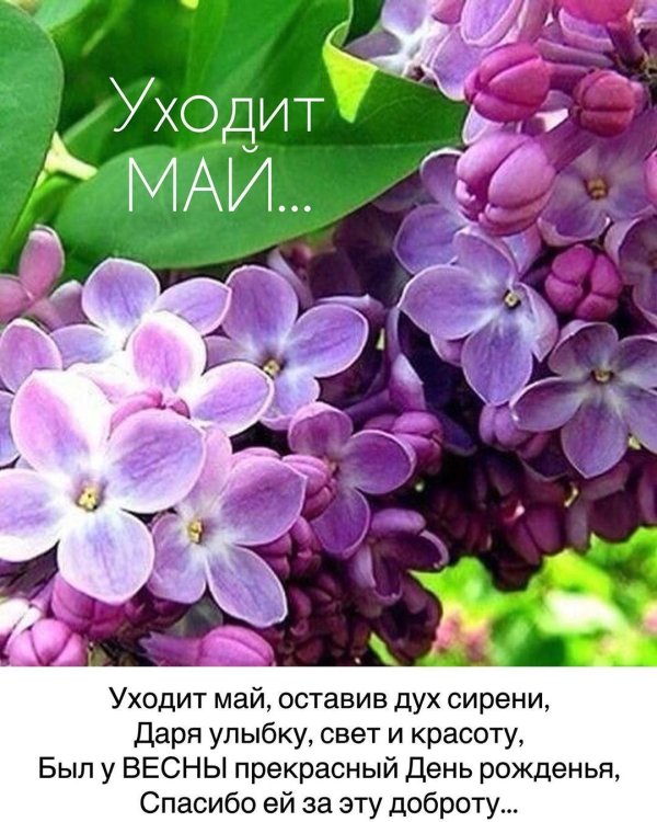 уходит май оставив дух сирени