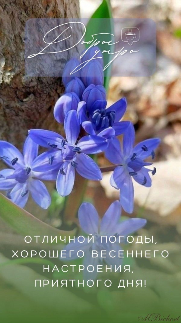 пролеска двулистная