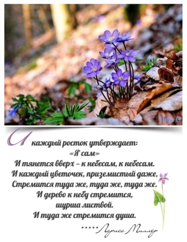 перелеска печеночница