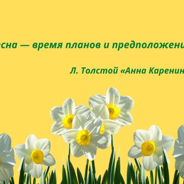 нарцисс срезка