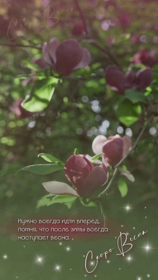 магнолии дерево