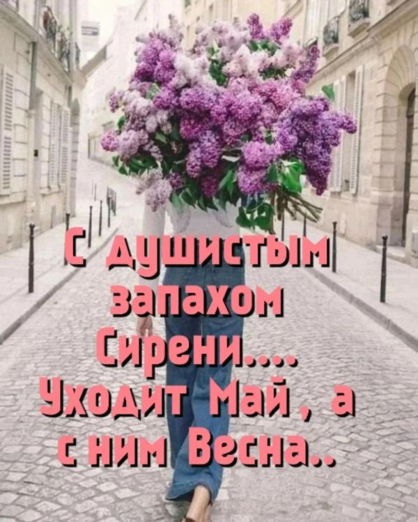 благоухающая сирень