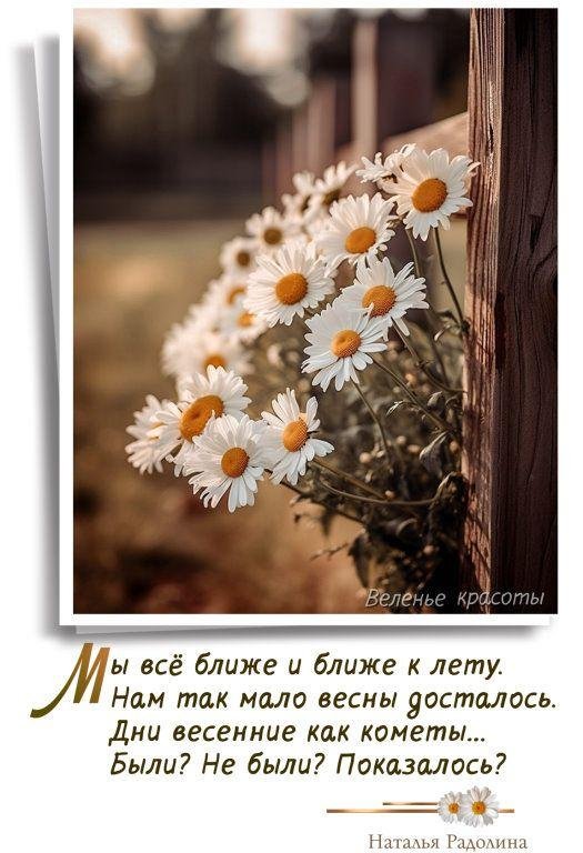 ромашковое настроение