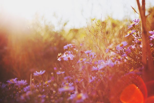 летние цветы