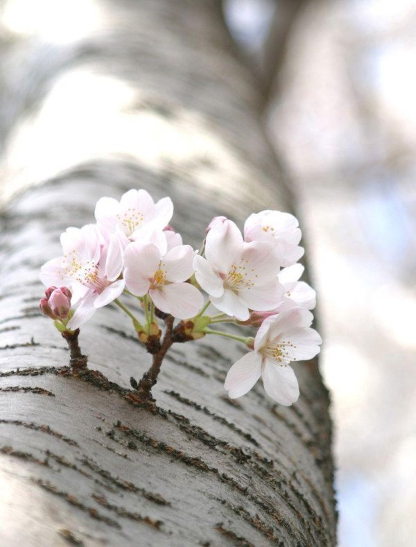 вишни в цвету