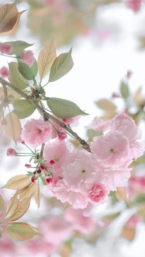 цветочные фоны