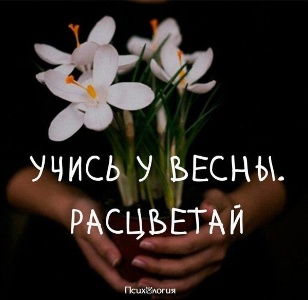 крокус жанна дарк