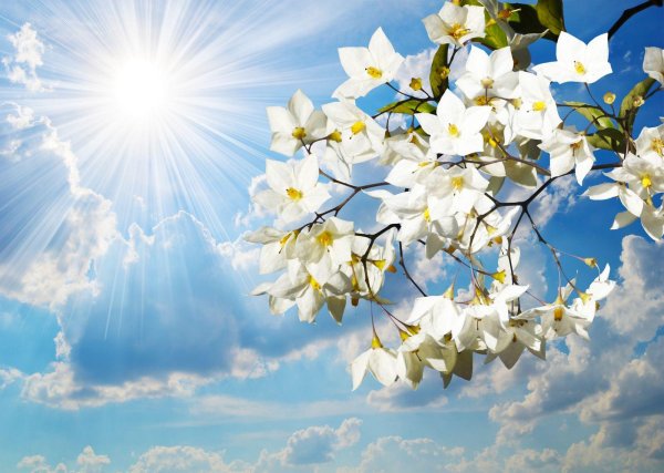 цветки жасмина