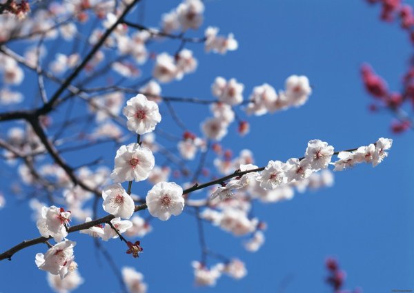 цветущая ветка