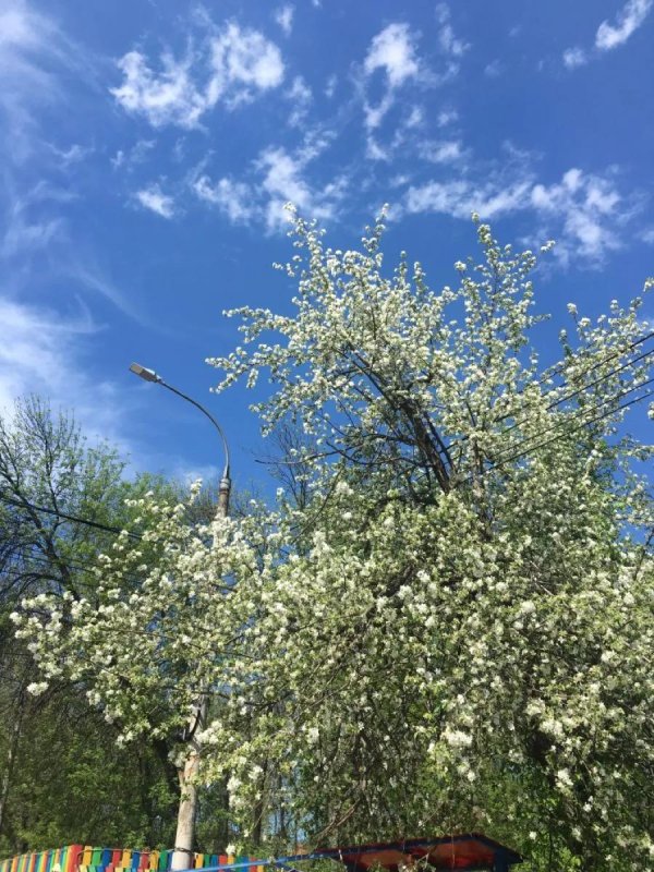 вишня владимировская