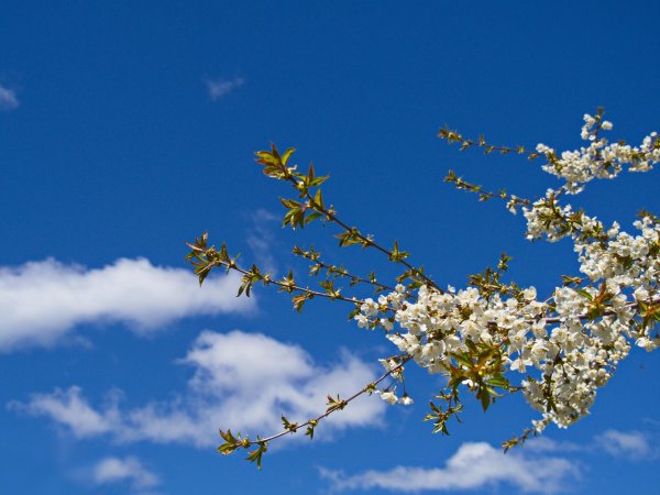 вишня максимовича цветение