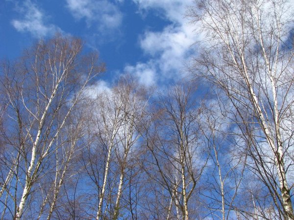 береза зима