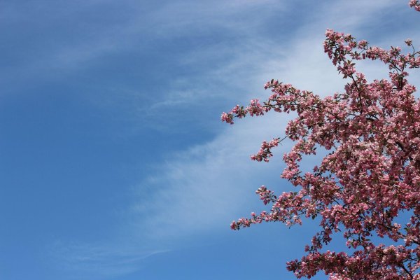 недзвецкого яблоня