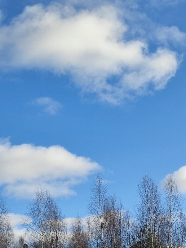 береза весной