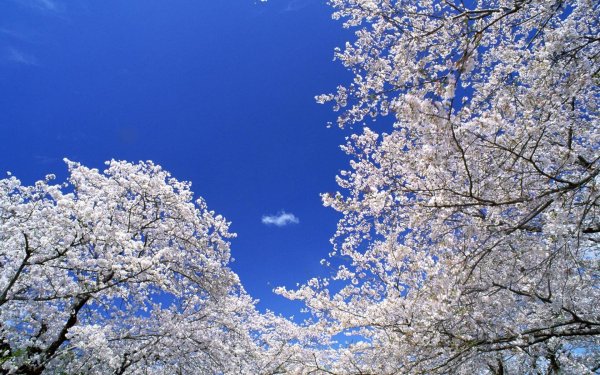 белая сакура