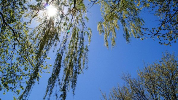 плакучая ива