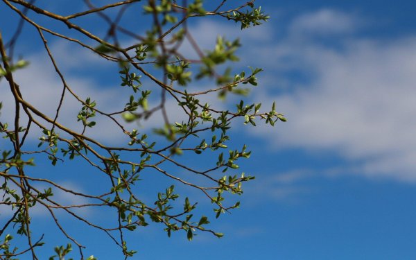 весенние ветки деревьев