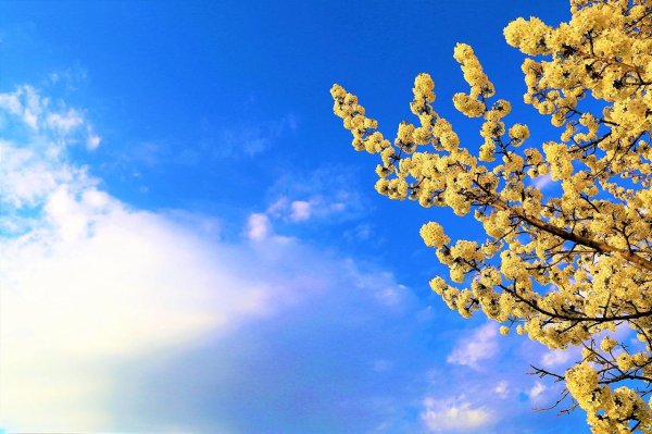 жёлтое цветущее дерево