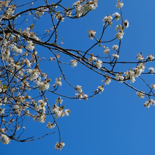 сакура цветки