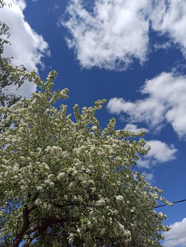 цветущая яблоня на фоне голубого неба