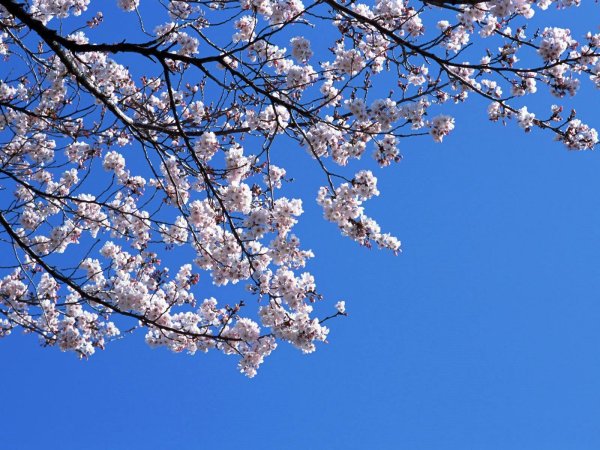 вишни в цвету