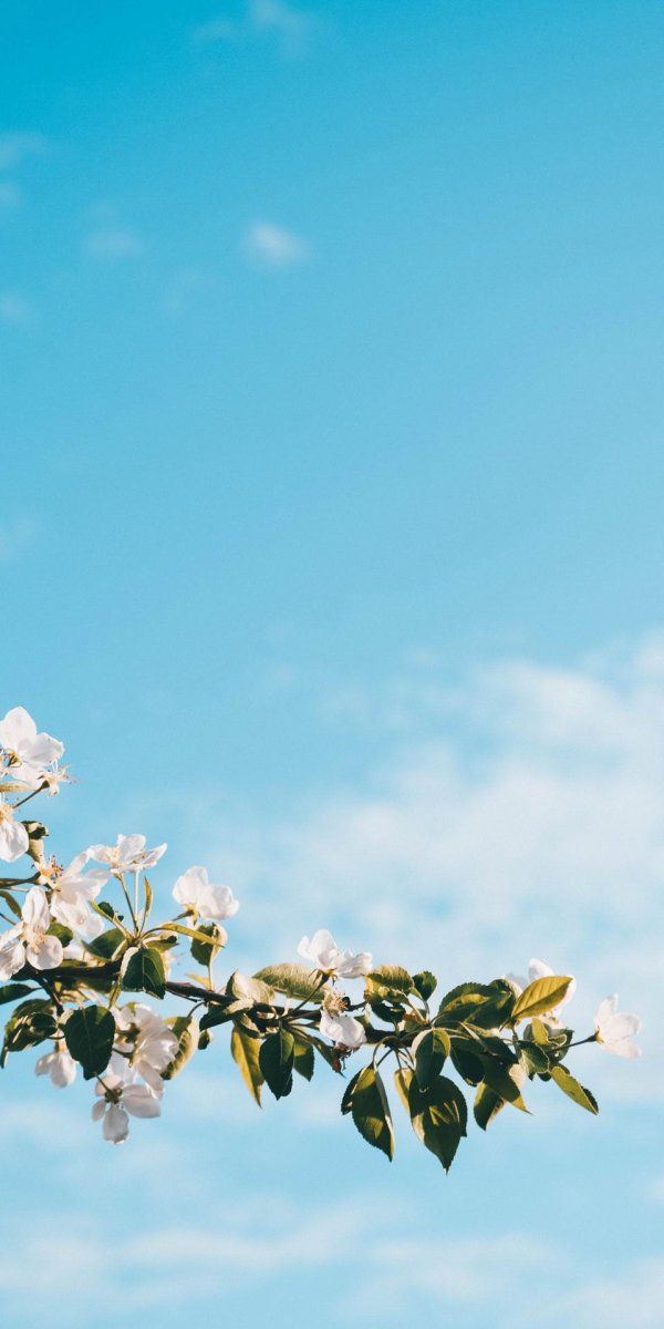 яблоня ветка