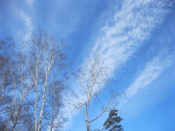 береза зима