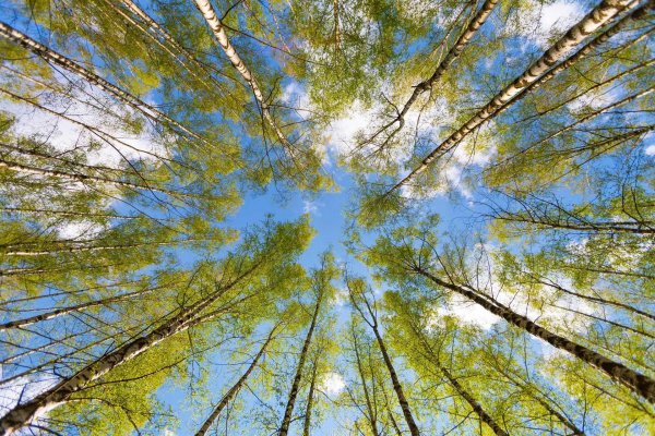 лес вид снизу