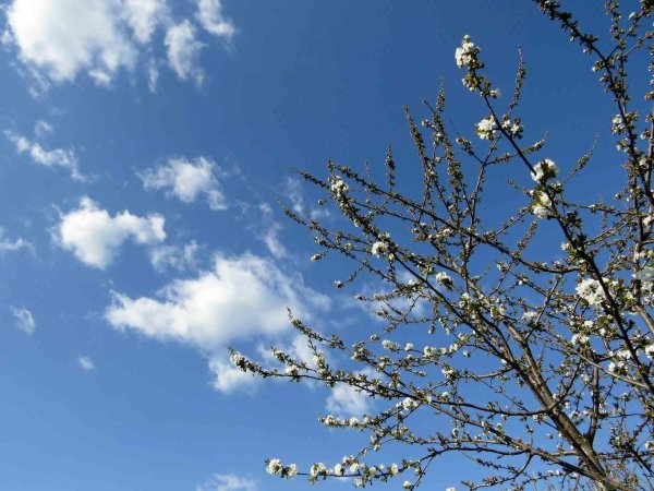 деревья ранней весной