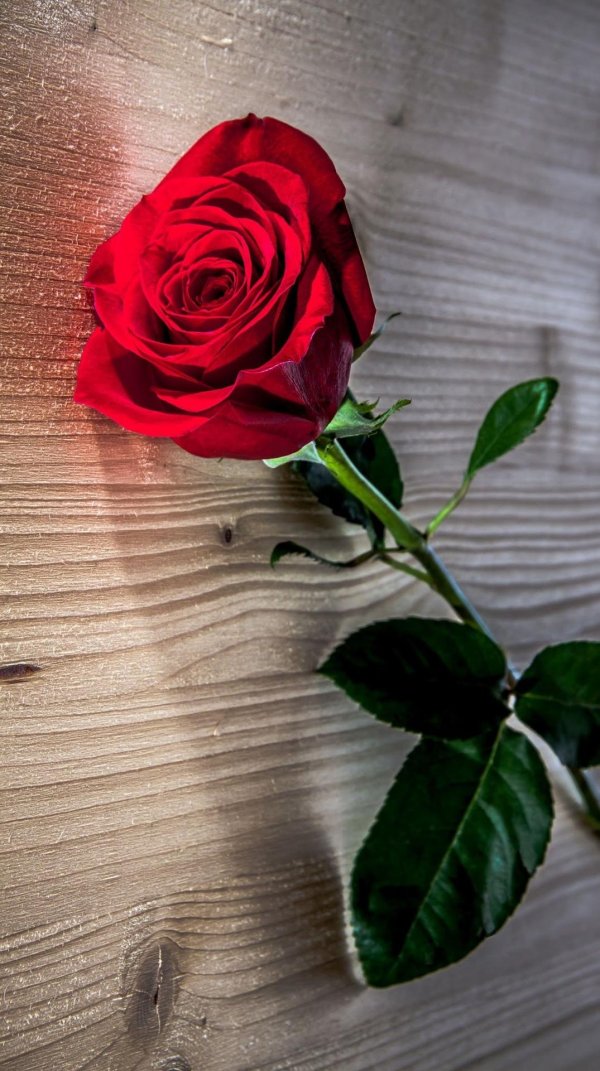 красная роза